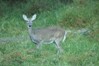 Doe @ Newman Wetland Center